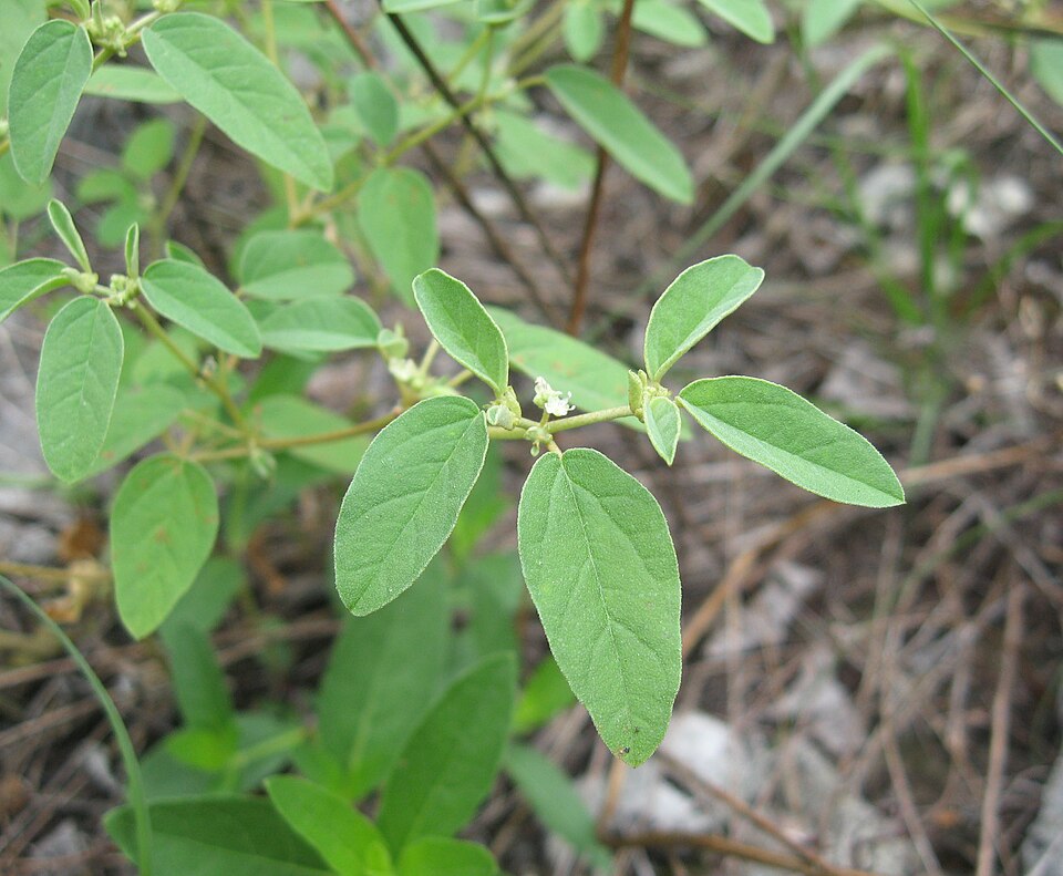 Croton monanthogynus (Prairie Tea) (alternate view 6)