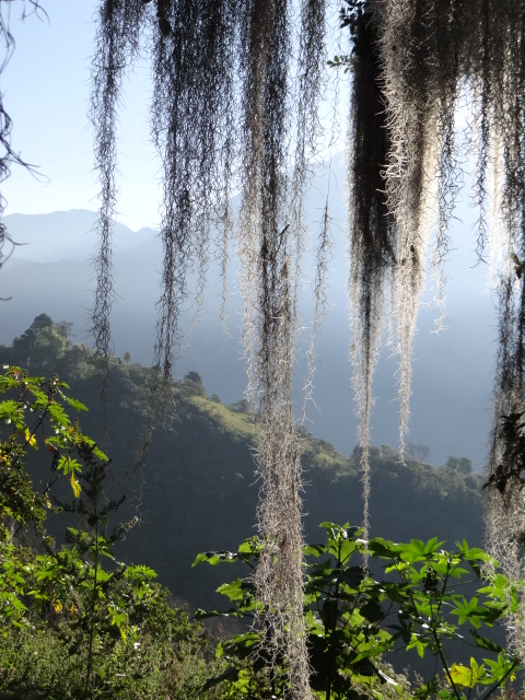 Tillandsia usneoides (Spanish moss)