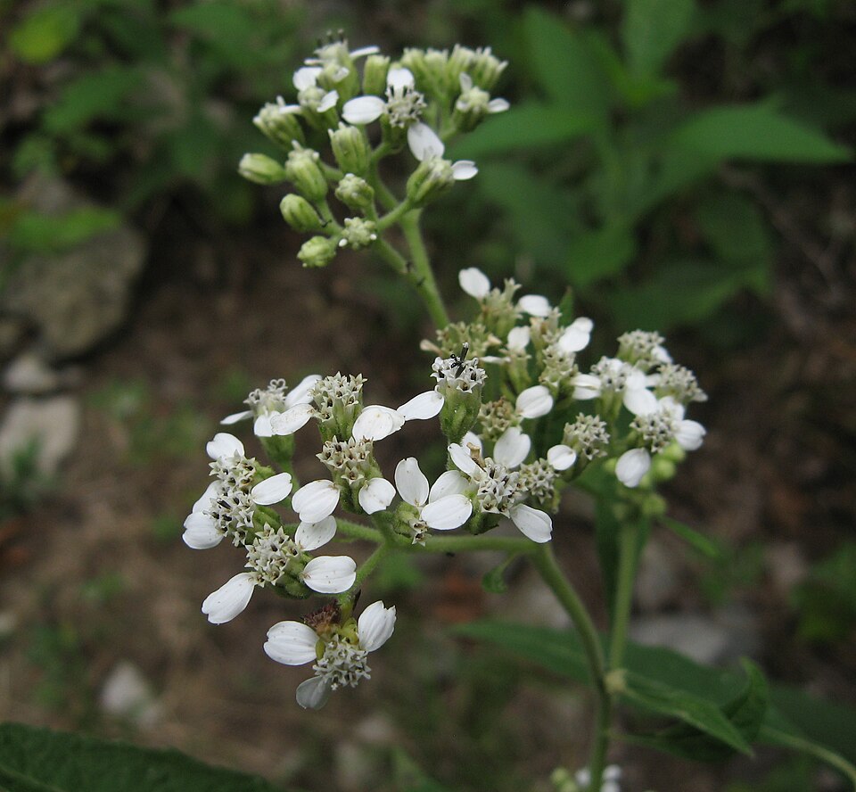 Verbesina virginica (frostweed)