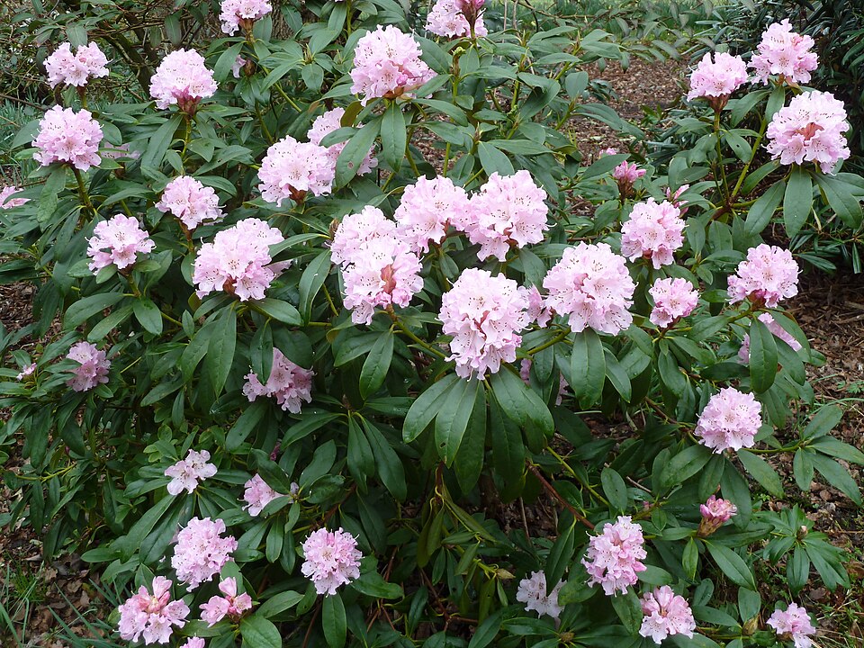 Rhododendron 'Christmas Cheer' (Christmas Cheer Rhododendron) (alternate view 3)