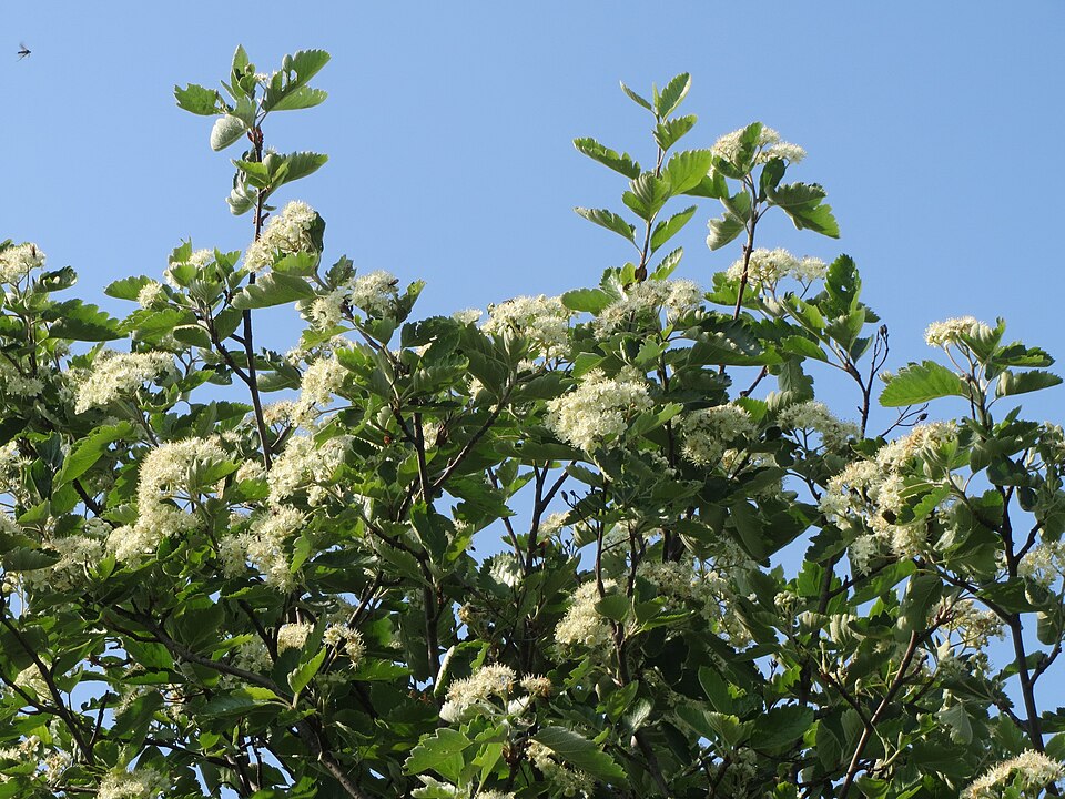 Scandosorbus intermedia (Swedish Whitebeam)