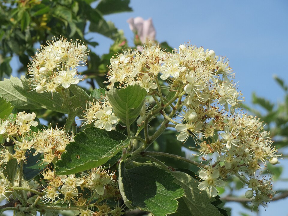 Scandosorbus intermedia (Swedish Whitebeam)