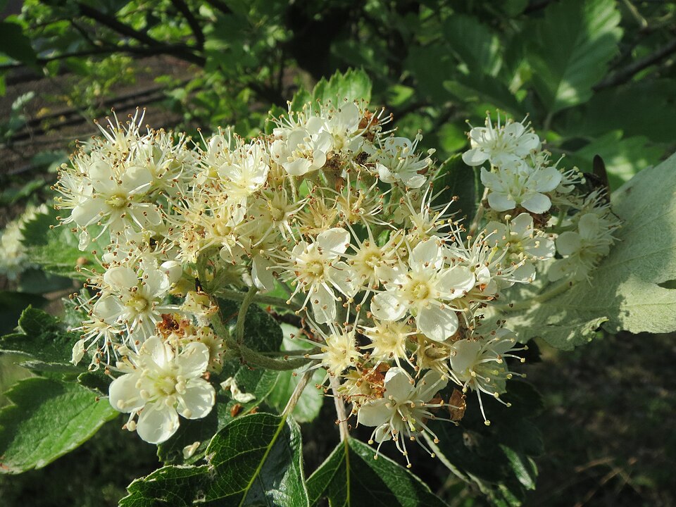 Scandosorbus intermedia (Swedish Whitebeam)