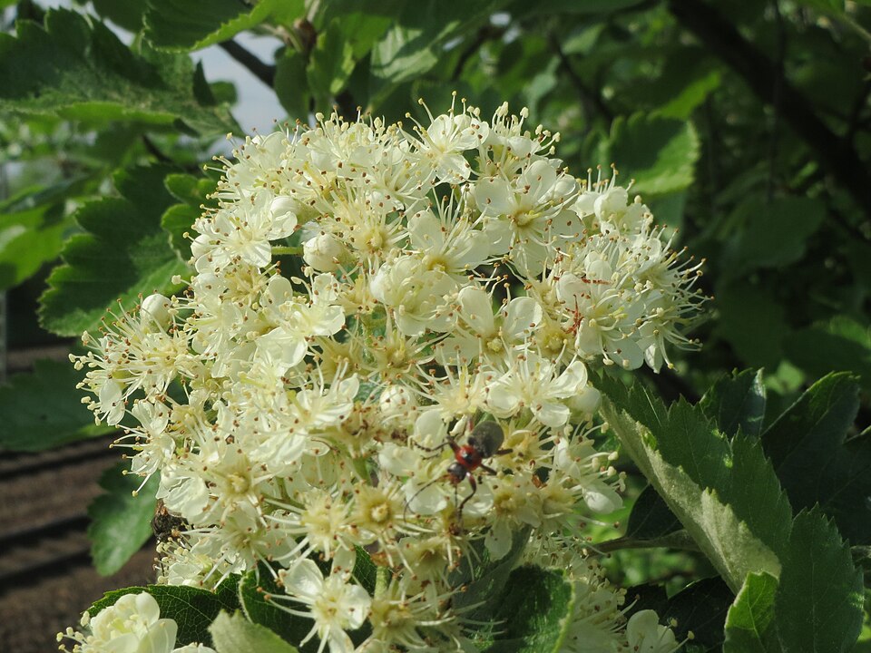 Scandosorbus intermedia (Swedish Whitebeam)
