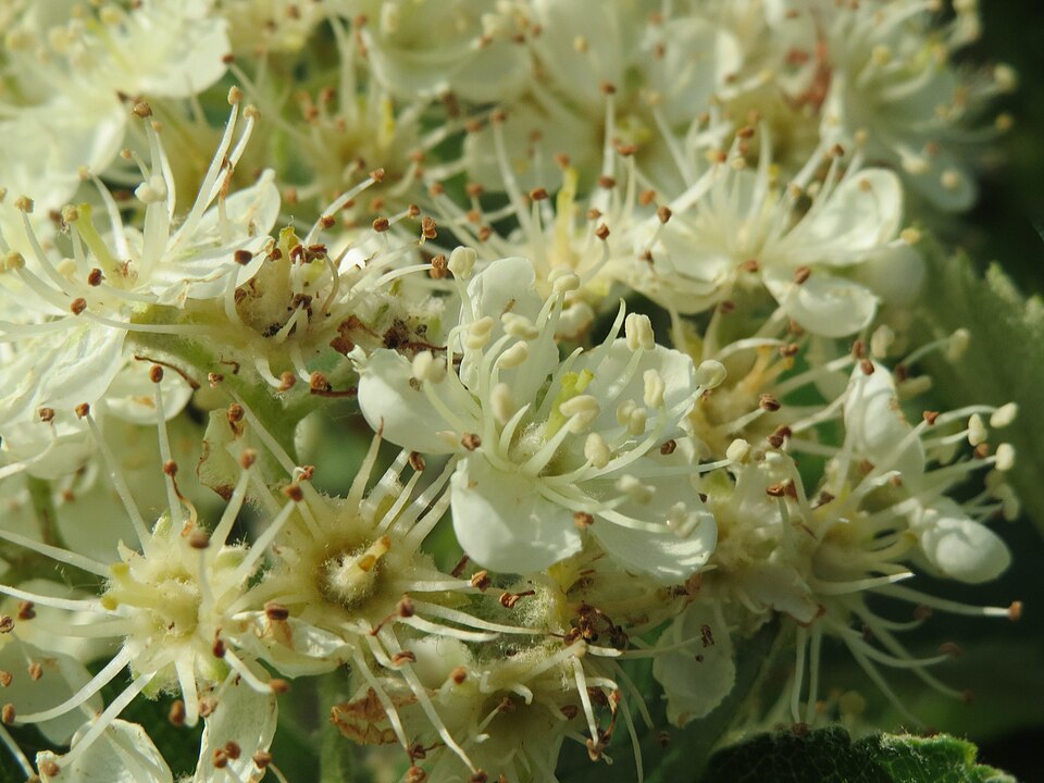 Scandosorbus intermedia (Swedish Whitebeam)