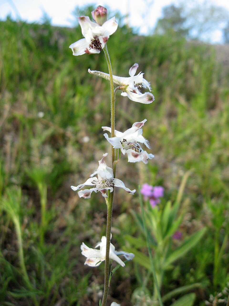 Delphinium carolinianum (Wild Blue Larkspur) (alternate view 8)