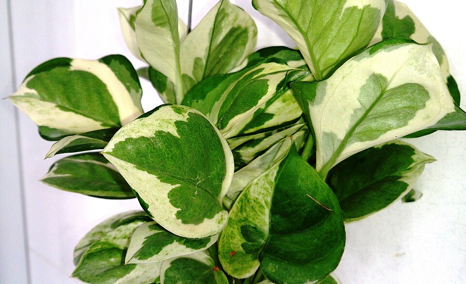 Epipremnum aureum 'N'Joy' (N'Joy Pothos) (alternate view 2)
