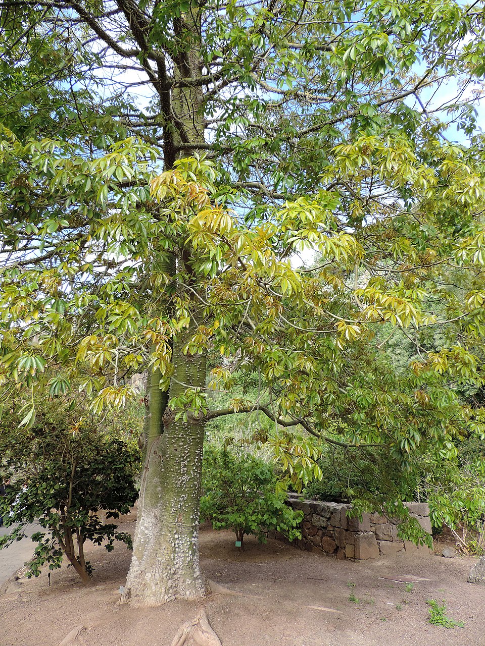 Ceiba speciosa (Pink Silk Floss Tree) (alternate view 5)