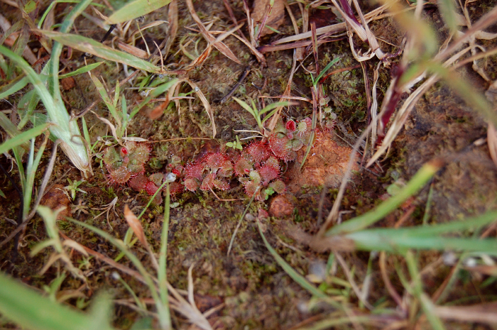 Drosera burmanni (tropical sundew) (alternate view 4)
