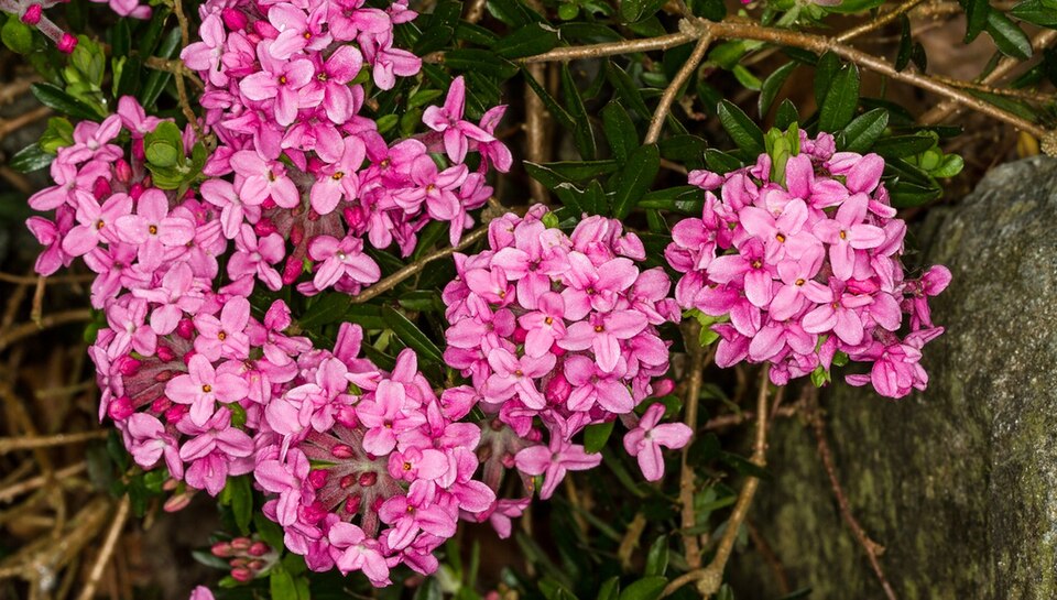 Daphne cneorum (Rose Daphne) (alternate view 8)