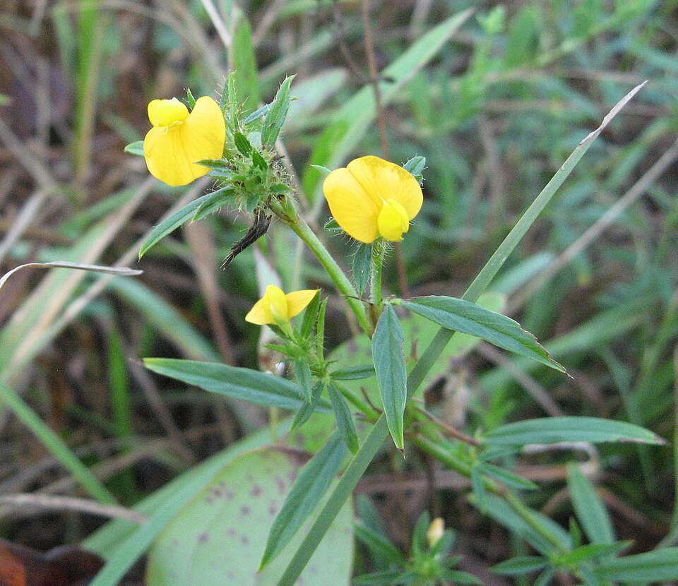 Stylosanthes biflora (sidebeak pencilflower) (alternate view 5)