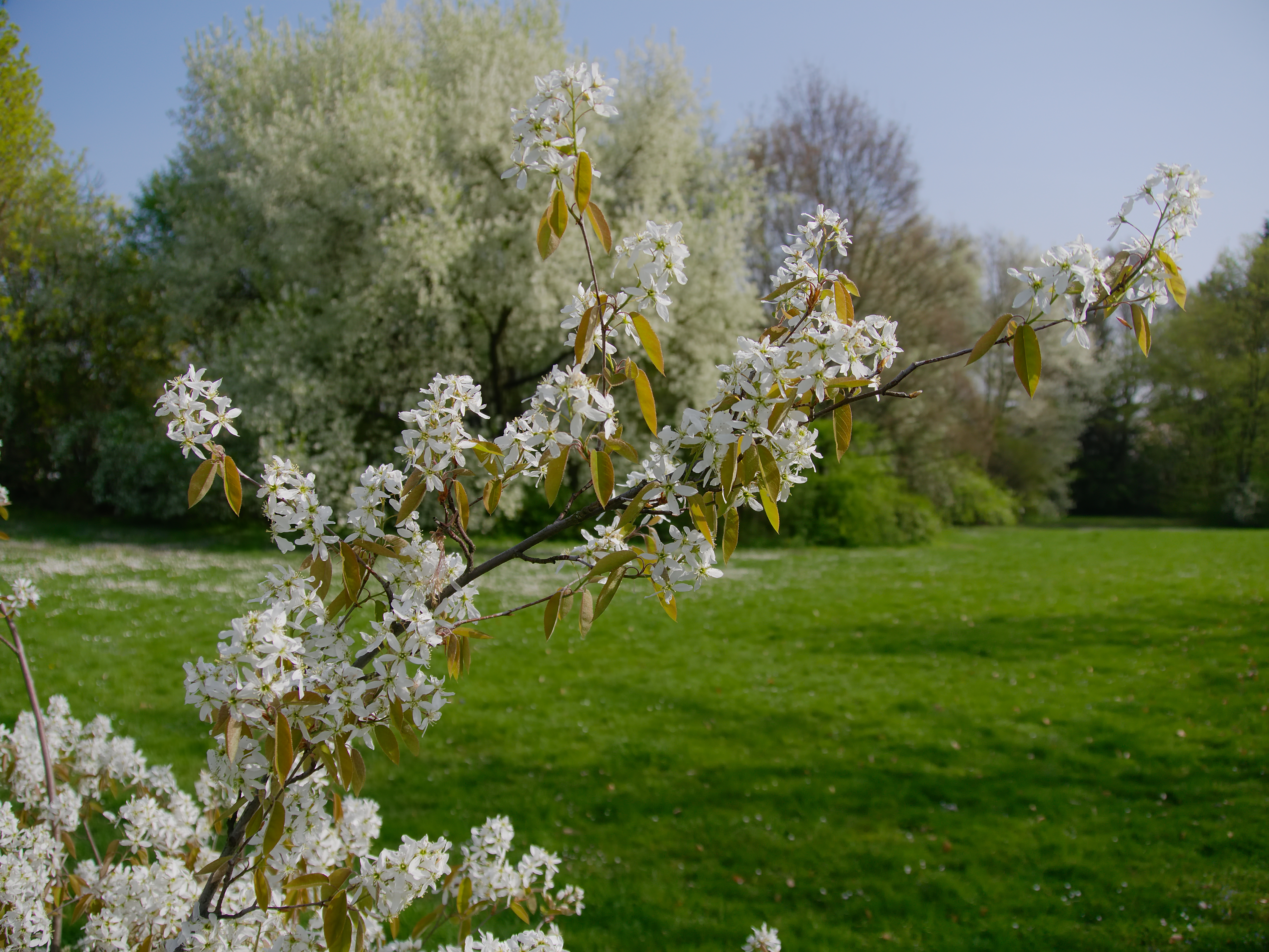 Amelanchier lamarckii, Snowy mespilus — upright deciduous (Rosaceae) (image 9 of 11)