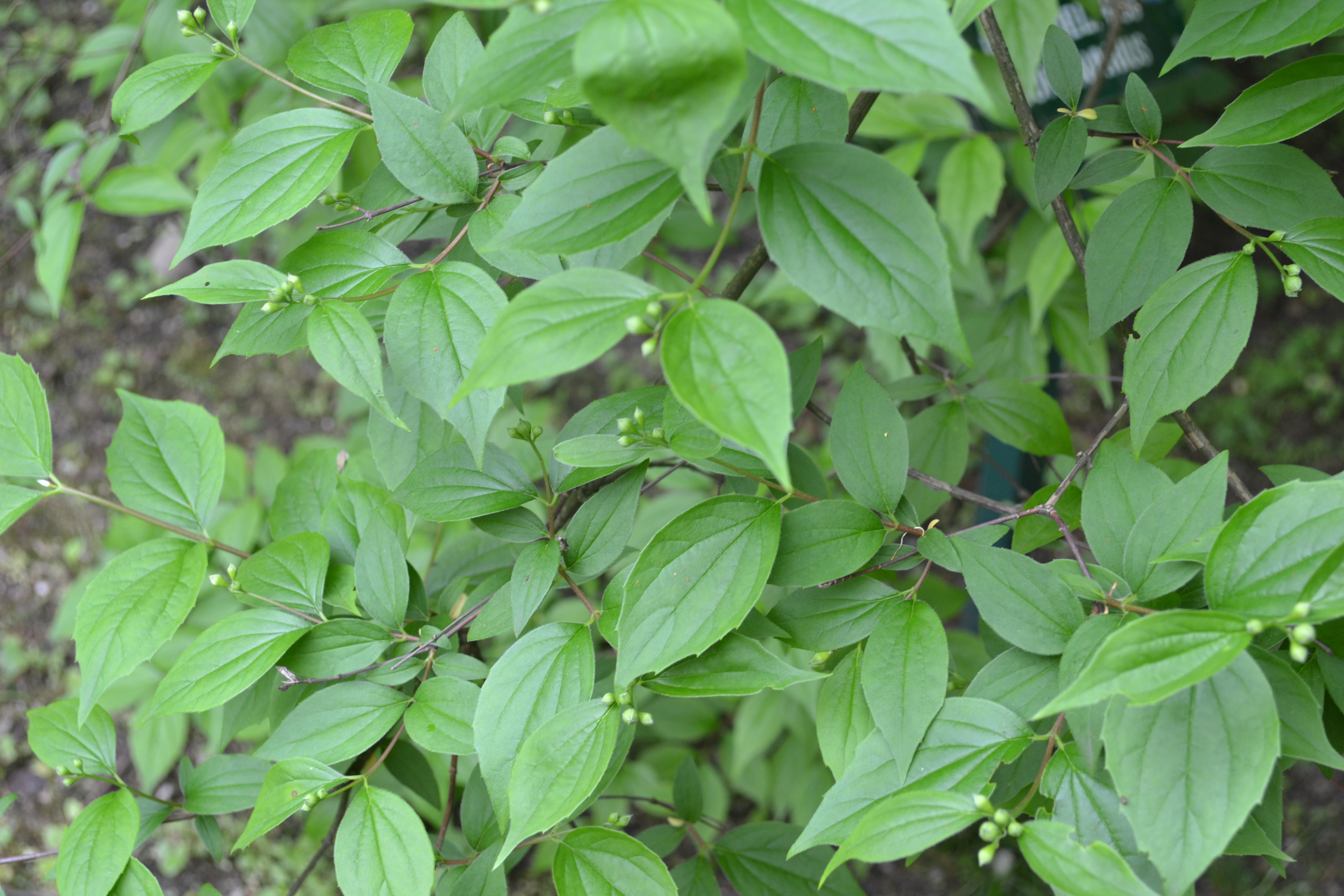 Philadelphus coronarius, Mock orange — upright deciduous (Hydrangeaceae) (image 8 of 9)