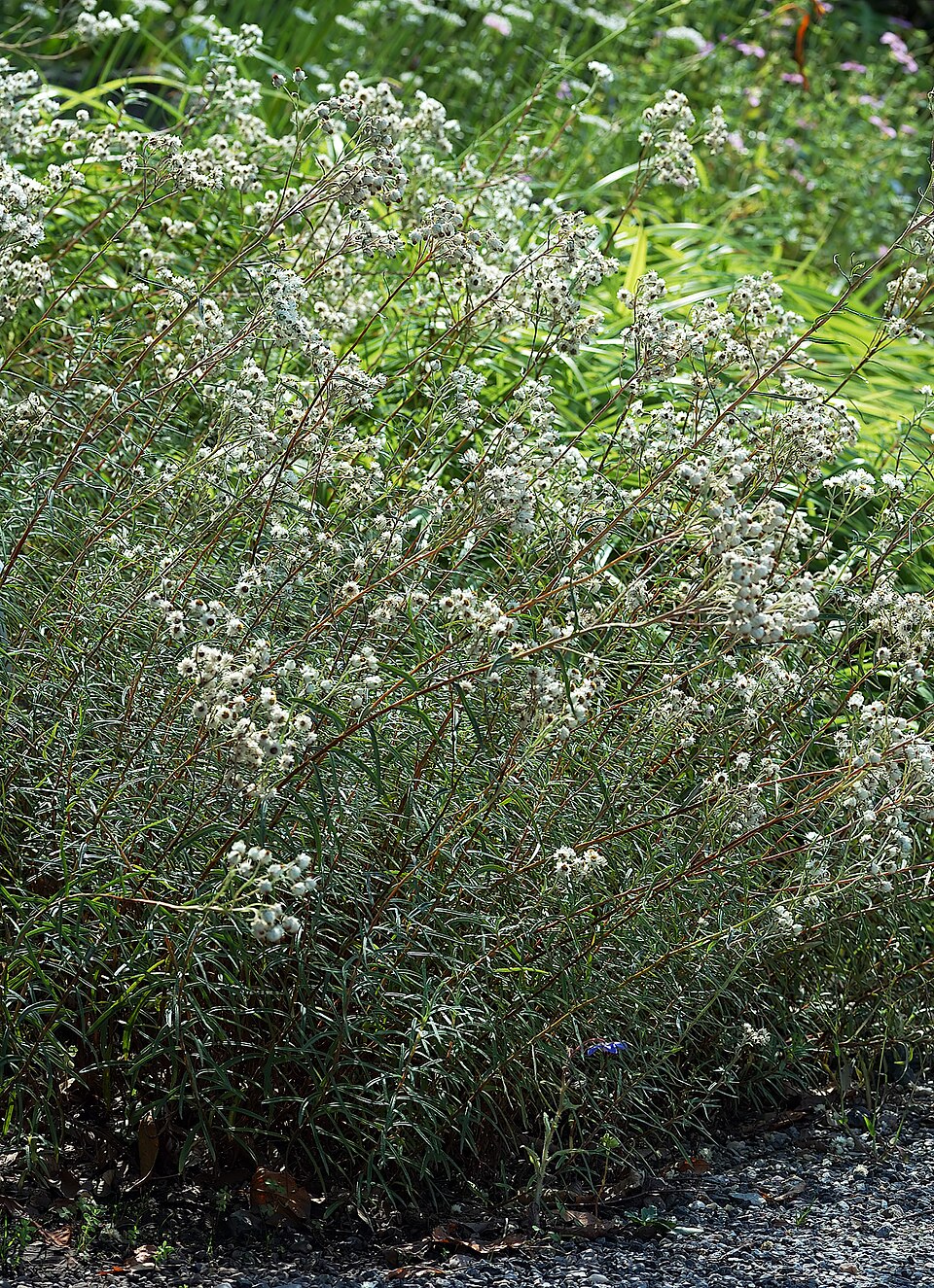 Anaphalis margaritacea (pearly everlasting) (alternate view 6)