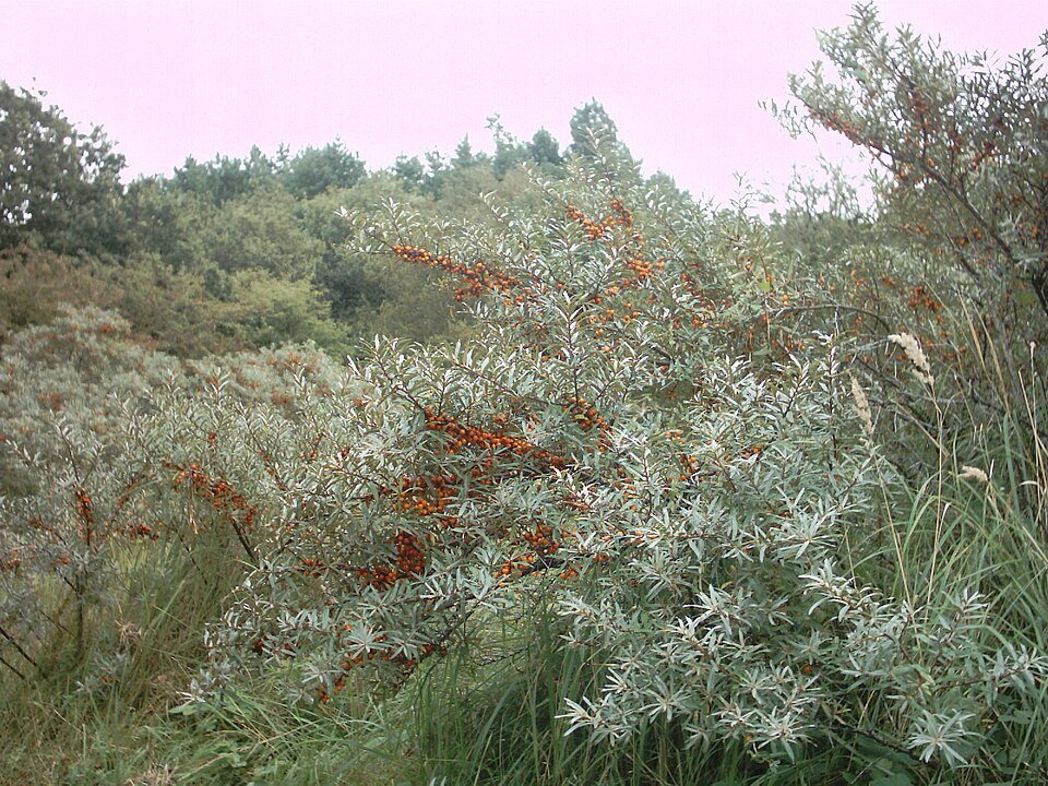 Hippophae rhamnoides (Sea-buckthorn)