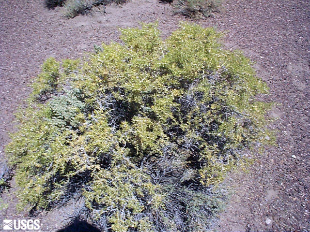 Sarcobatus vermiculatus (Greasewood) (alternate view 6)