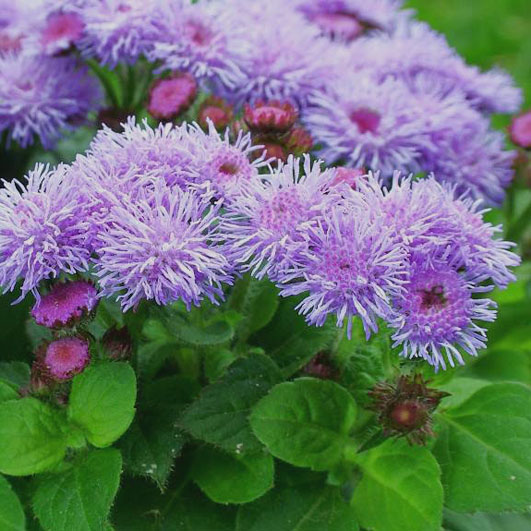 Ageratum houstonianum (Flossflower) (alternate view 8)