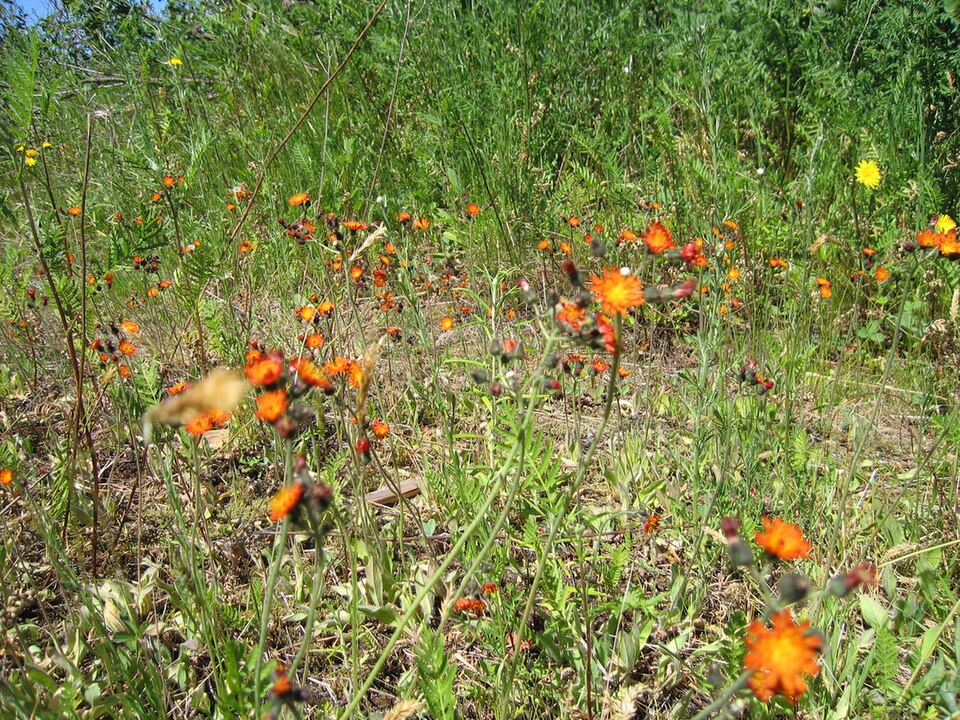 Pilosella aurantiaca (orange hawkweed)