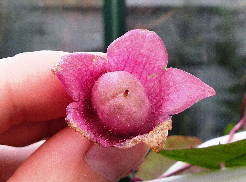 Rhodochiton atrosanguineus (purple bell vine) (alternate view 8)
