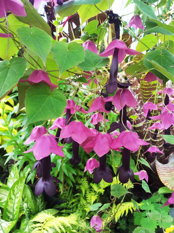 Rhodochiton atrosanguineus (purple bell vine) (alternate view 9)