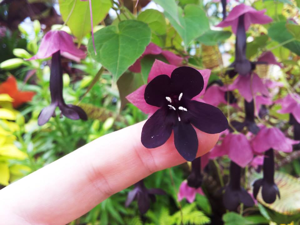 Rhodochiton atrosanguineus (purple bell vine) (alternate view 10)