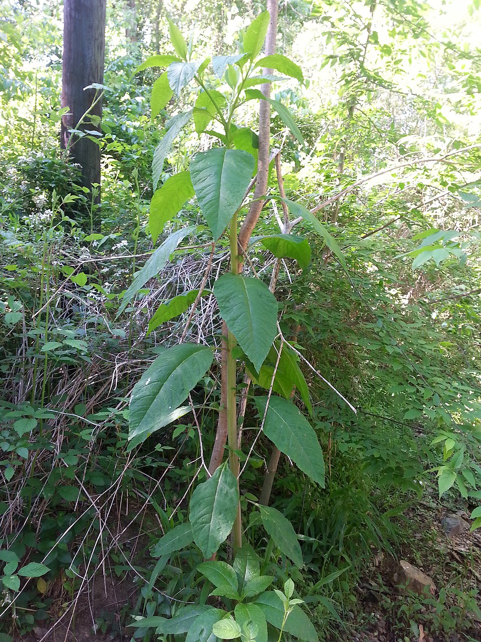Phytolacca americana (American pokeweed)