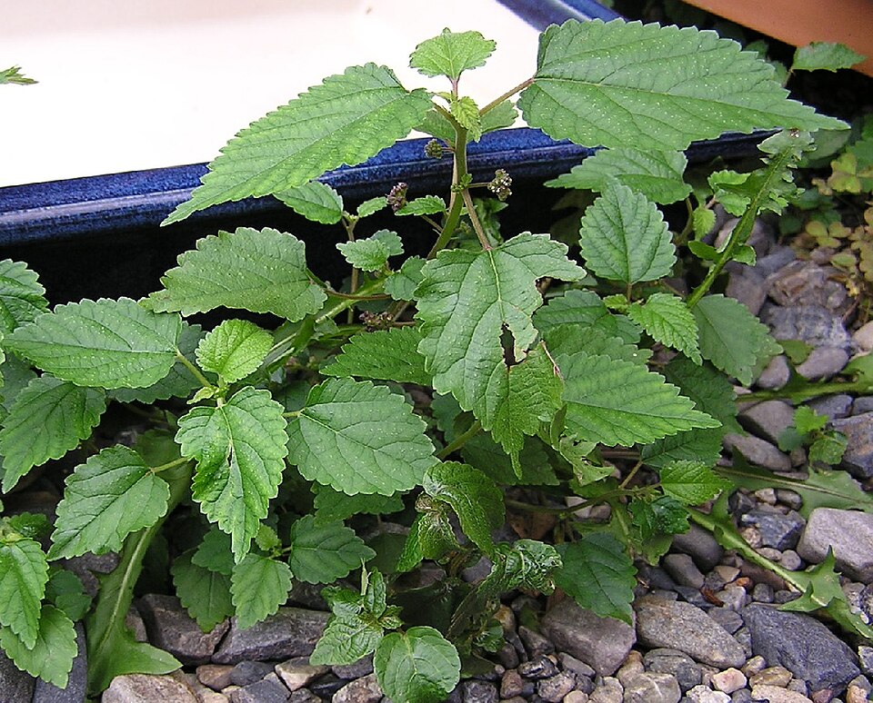 Fatoua villosa (hairy crabweed)