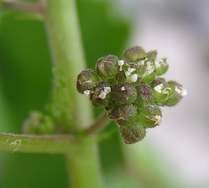 Fatoua villosa (hairy crabweed) (alternate view 2)