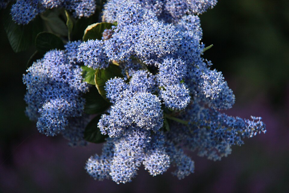 Ceanothus (Ceanothus)