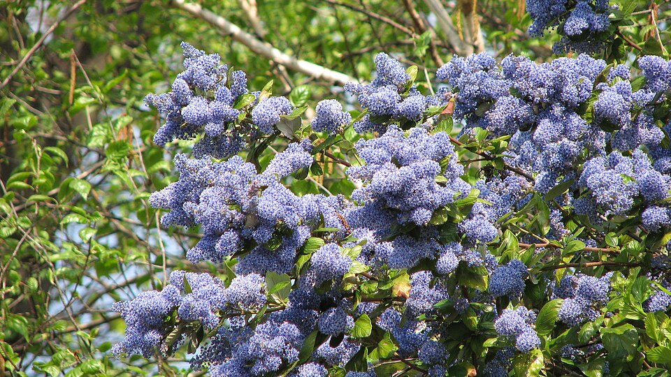 Ceanothus (Ceanothus) (alternate view 2)
