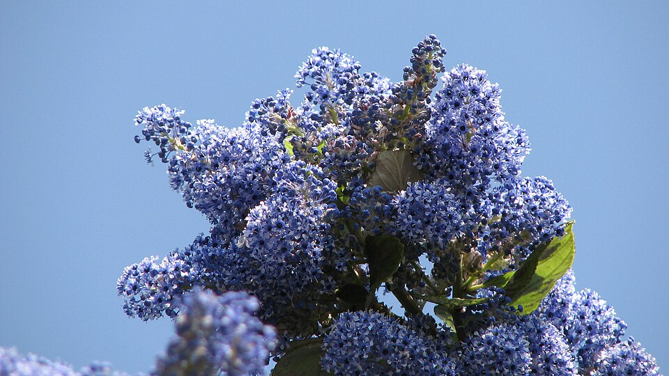 Ceanothus (Ceanothus) (alternate view 3)