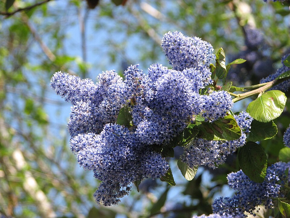Ceanothus (Ceanothus) (alternate view 4)