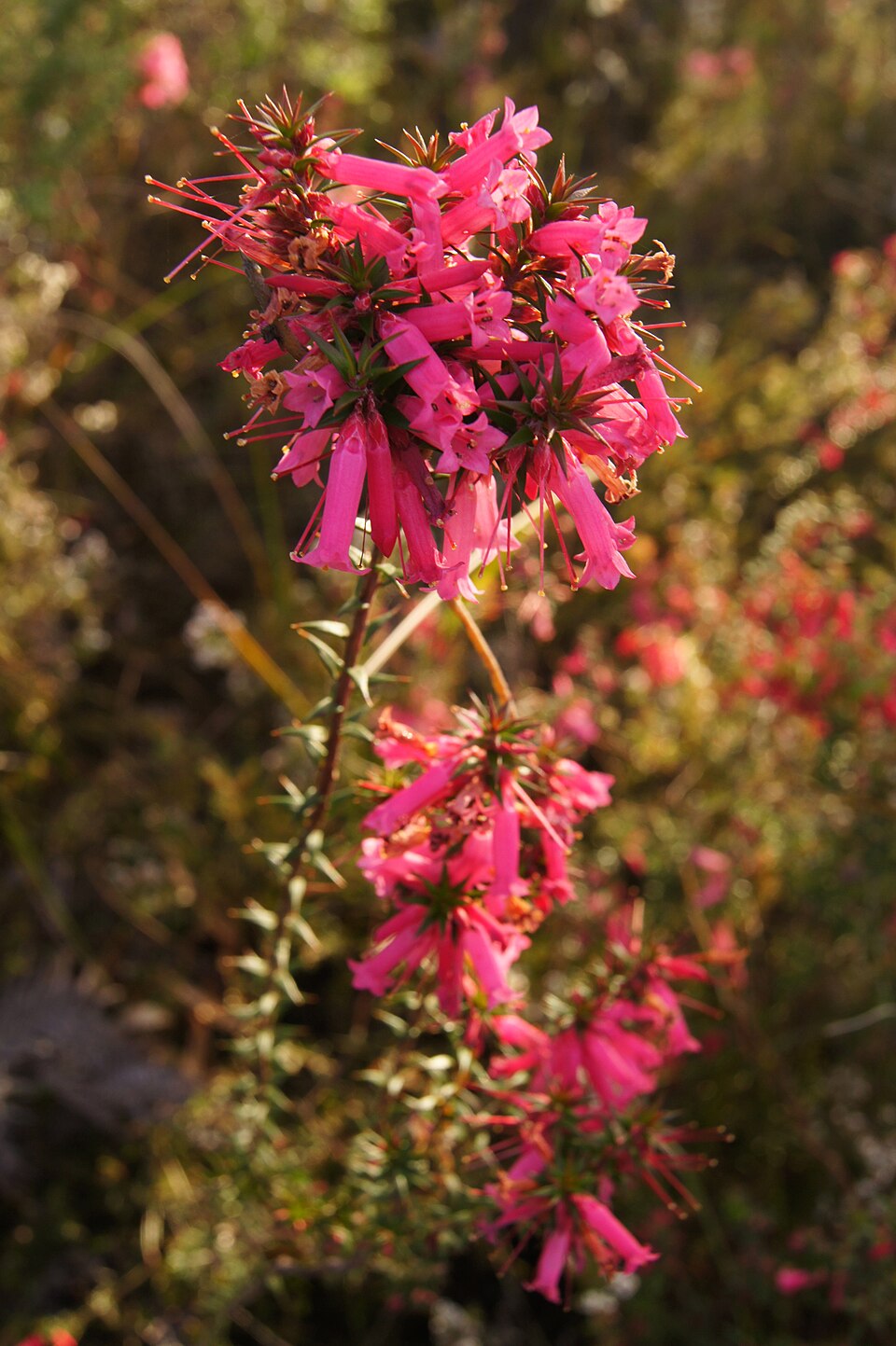 Epacris impressa (Common Heath) (alternate view 4)