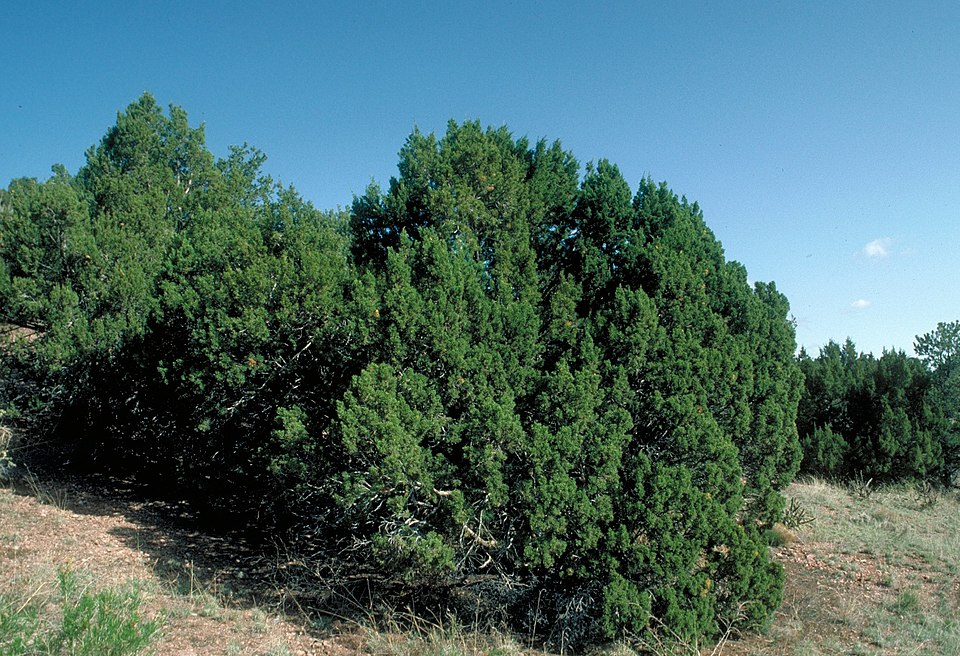 Juniperus monosperma (One-seed Juniper) (alternate view 6)