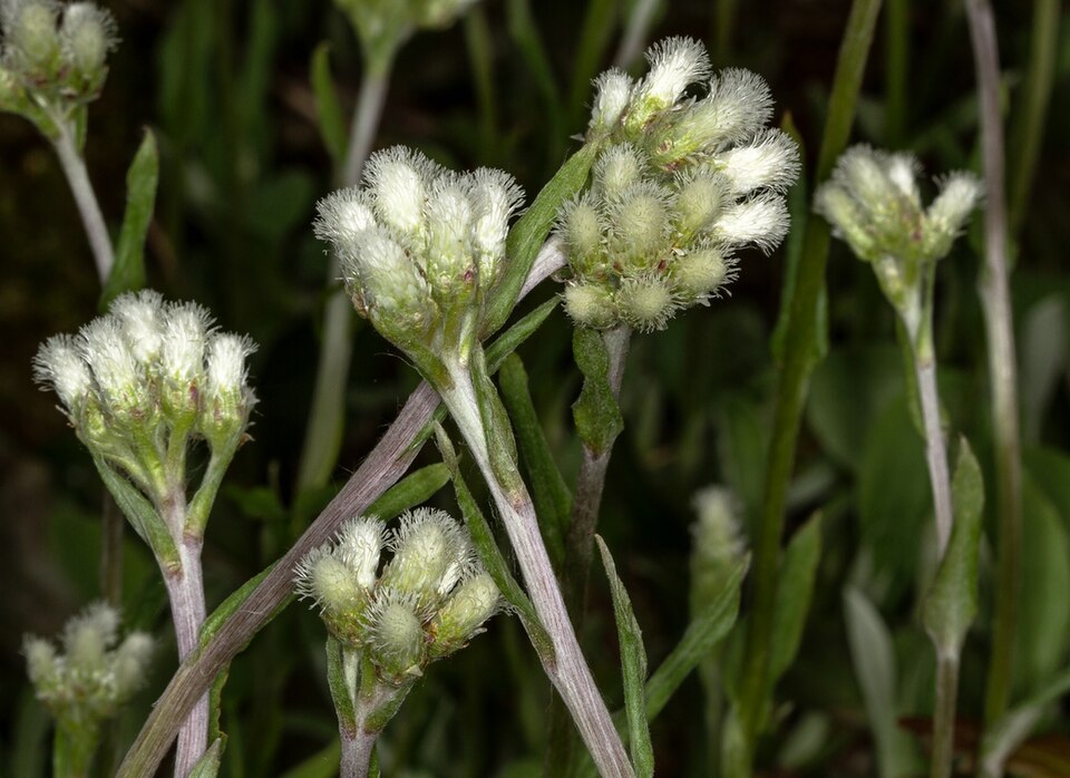 Antennaria plantaginifolia (plantain-leaved pussytoes) (alternate view 10)