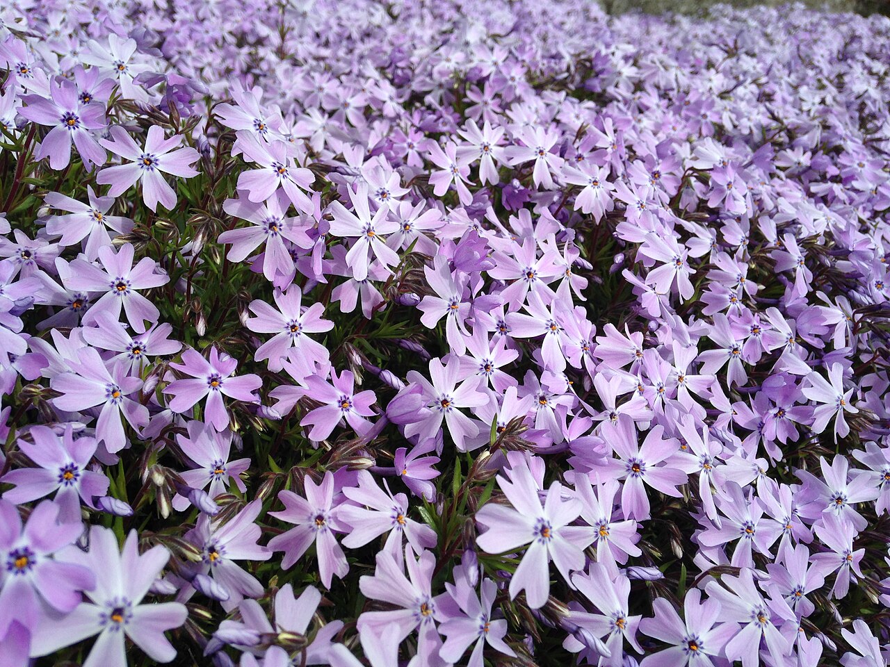 Phlox subulata, Creeping phlox — spreading evergreen (Polemoniaceae) (image 7 of 10)