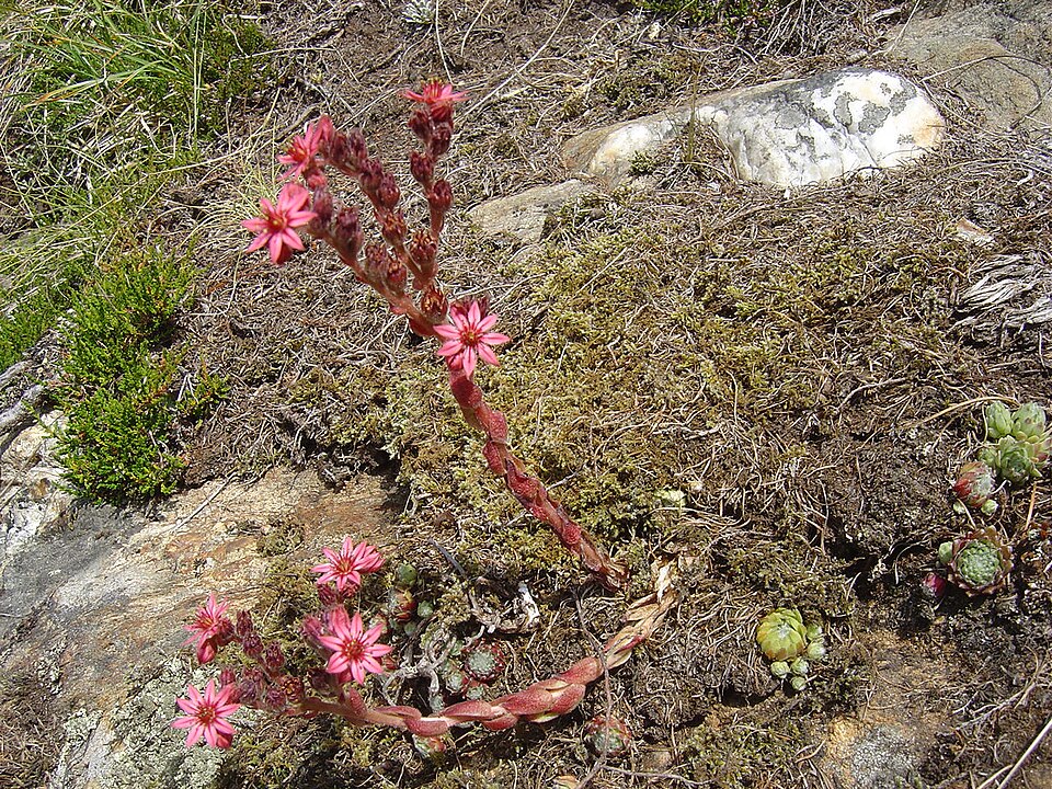 Sempervivum arachnoideum (cobweb houseleek) (alternate view 7)