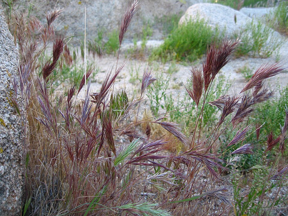 Bromus rubens (Red Brome) (alternate view 3)