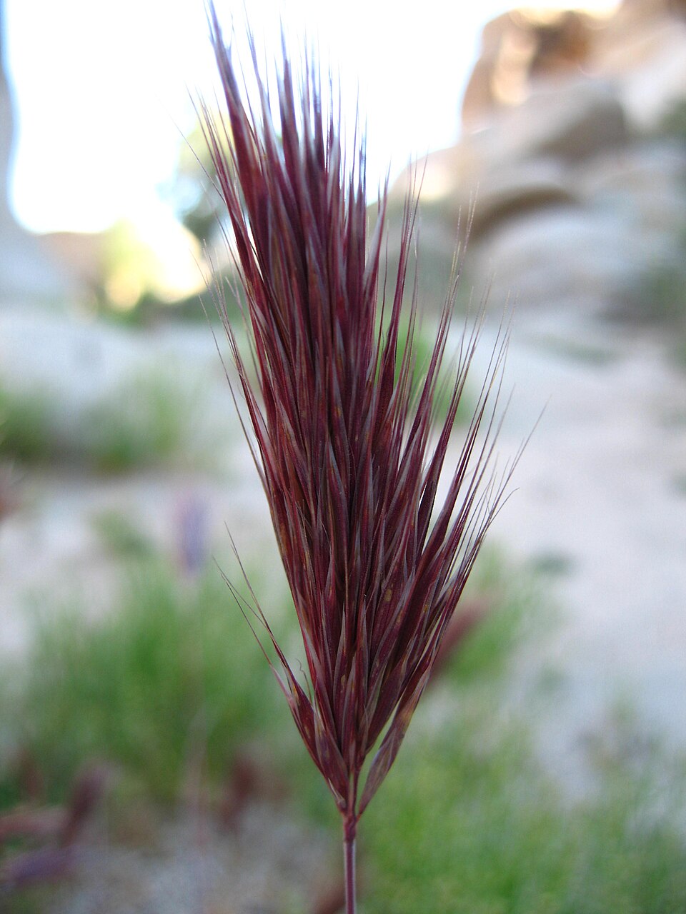 Bromus rubens (Red Brome) (alternate view 4)