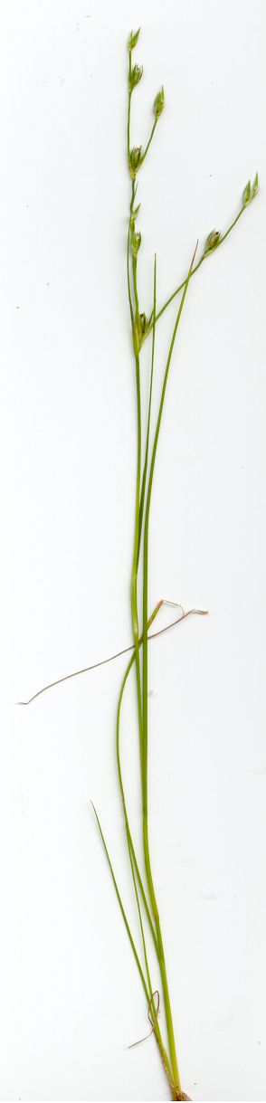 Juncus bufonius (Toad rush)