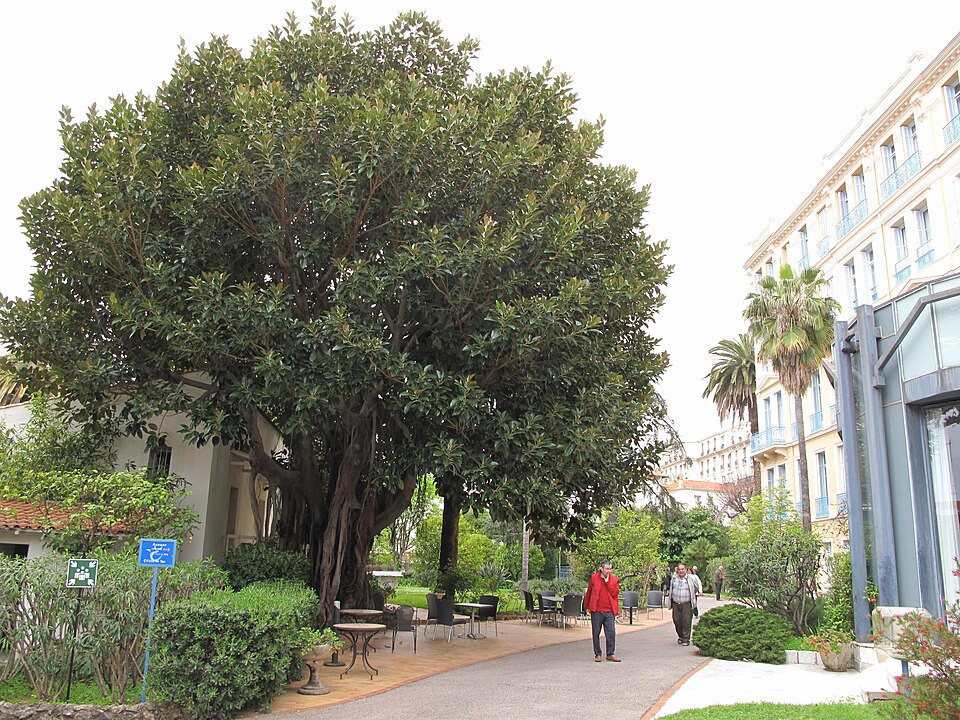 Ficus macrophylla (Moreton Bay fig) (alternate view 7)