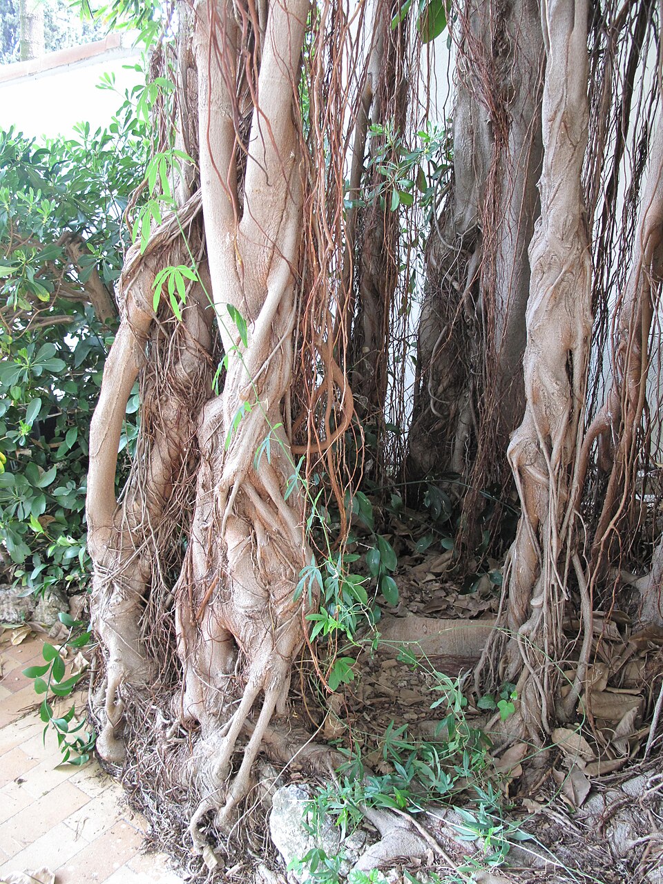 Ficus macrophylla (Moreton Bay fig) (alternate view 8)