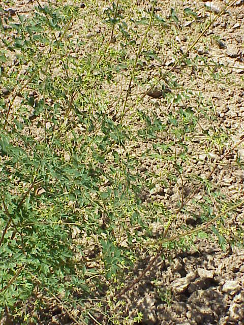 Thalictrum aquilegiifolium (Columbine Meadow Rue) (alternate view 6)