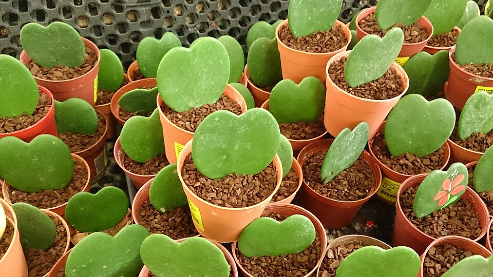 Hoya kerrii (Sweetheart Hoya) (alternate view 8)