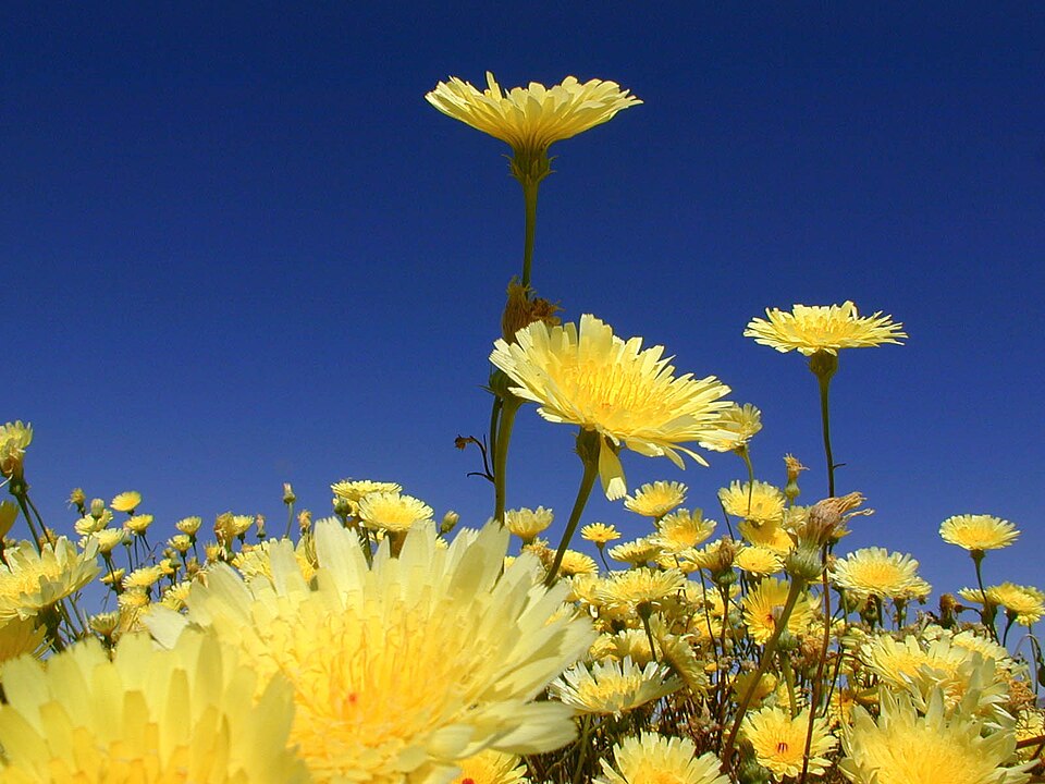 Malacothrix glabrata (desert dandelion)