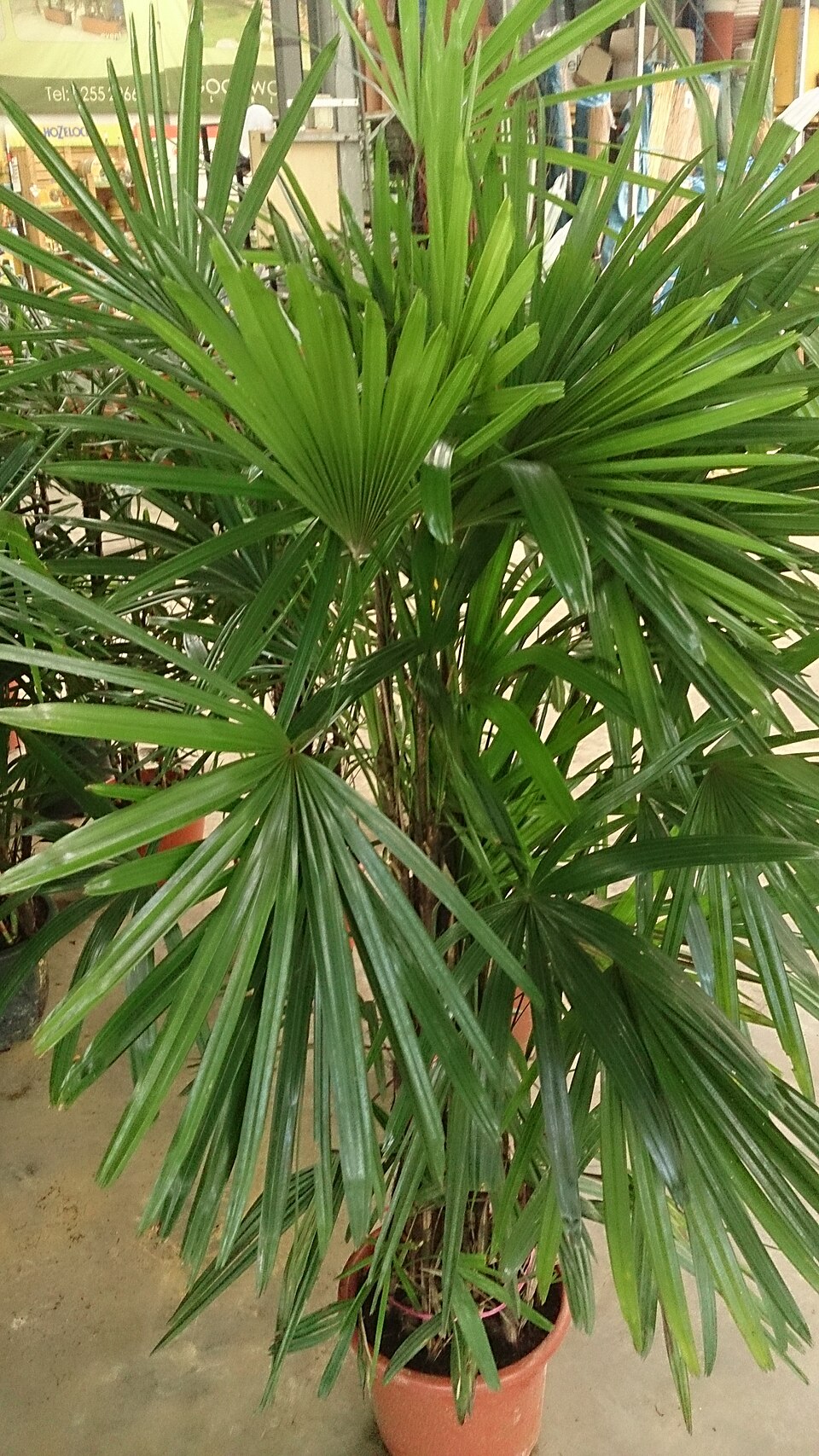 Rhapis excelsa (Lady Palm Tree) (alternate view 8)