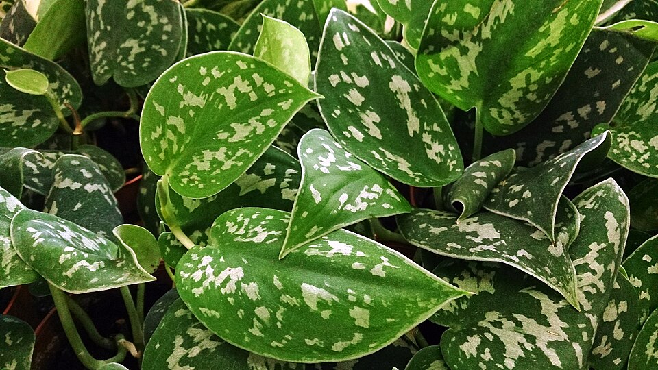 Scindapsus pictus (Satin Pothos) (alternate view 8)