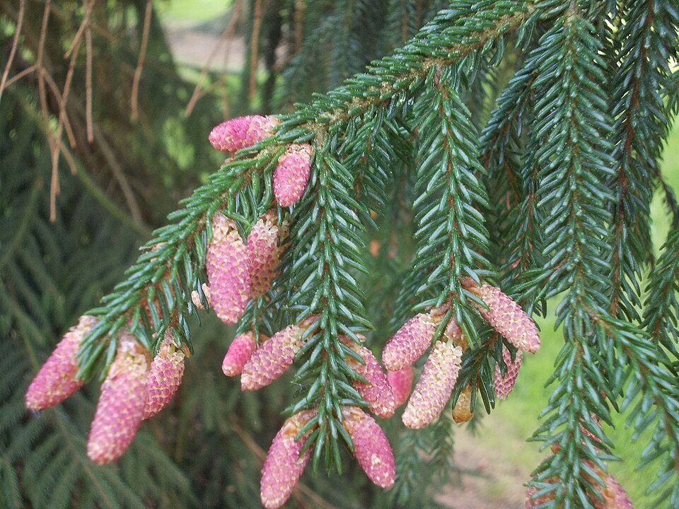 Picea orientalis 'Aurea' (Golden Oriental Spruce) (alternate view 3)