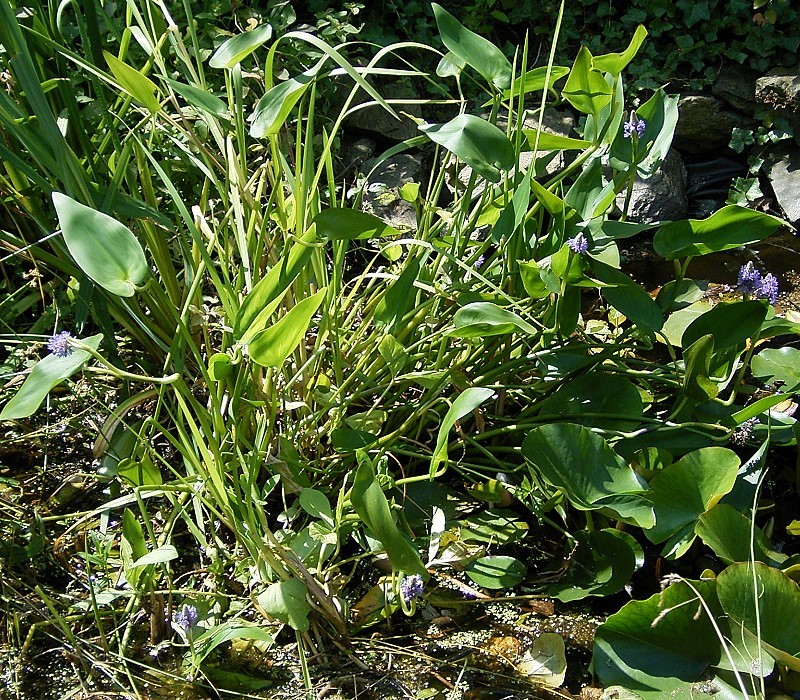 Pontederia cordata (pickerelweed)
