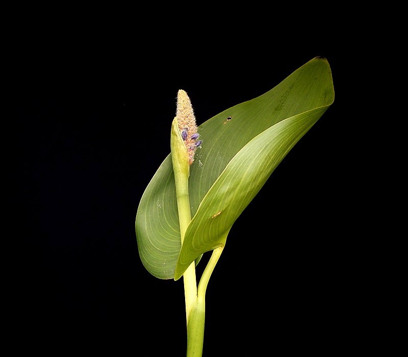 Pontederia cordata (pickerelweed)